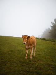Young calf cow grazing on the pasture