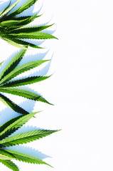 Top view of green cannabis leaves on white background, marijuana photo