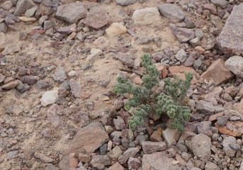 Green small plant grows in the desert