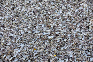 Thousands of empty shells of eaten oysters discarded on sea floor in Cancale, famous for oyster farms.  Brittany, France