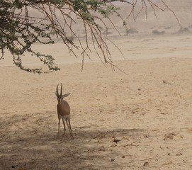 Gazella in National park