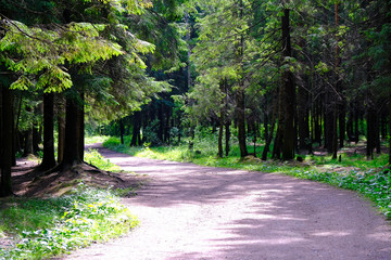 Forest trail in a pine forest. Through the branches make their way summer rays of the sun.