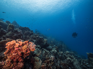Fototapeta na wymiar Seascape of coral reef in the Caribbean Sea around Curacao with coral, sponge and diver