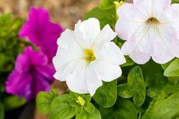 home flowers. petunia. natural lighting. have toning. close-up.