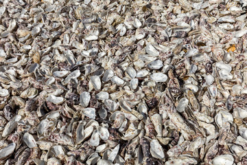 Thousands of empty shells of eaten oysters discarded on sea floor in Cancale, famous for oyster farms.  Brittany, France