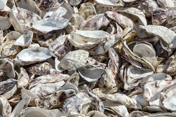 Thousands of empty shells of eaten oysters discarded on sea floor in Cancale, famous for oyster farms.  Brittany, France