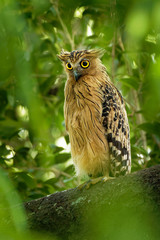 Buffy Fish Owl - Ketupa ketupu known as the Malay fish owl, is a species of owl in the family Strigidae
