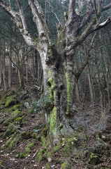 倉岳山の大木