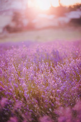 Fototapeta premium Lavender field with flowers on sunset close up. Summer violet background