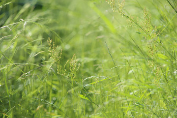 Abstract green  grasses background. Abstract natural background. Wild herbs in grass field.