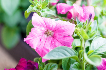 home flowers. petunia. natural lighting. have toning. close-up.