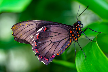 Closeup   beautiful butterfly sitting on flower.