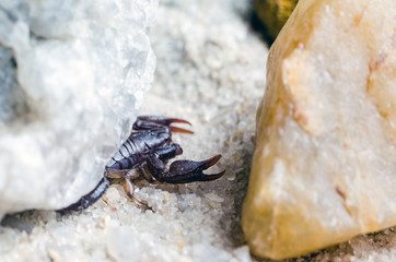 Scorpio hiding under a stone, close up
