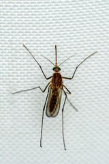 Mosquito on white mosquito wire mesh,net.Mosquito disease is carrier of Malaria, Zica Virus,Fever.