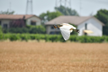 AIRONE GUARDABUOI IN VOLO CON LA PREDA, UN GAMBERO 