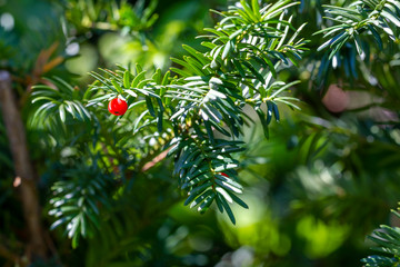 giftiger rote Eibensamen der Europäische Eibe