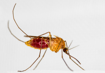 Mosquito on white mosquito wire mesh,net.Mosquito disease is carrier of Malaria, Zica Virus,Fever.