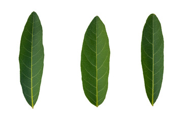 Isolate set of green Leaves.They  are  on white background. The collection of Leaves.Tropical trees on Thailand. Photo concept nature and Isolate.