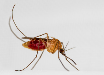 Mosquito on white mosquito wire mesh,net.Mosquito disease is carrier of Malaria, Zica Virus,Fever.