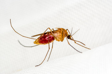 Mosquito on white mosquito wire mesh,net.Mosquito disease is carrier of Malaria, Zica Virus,Fever.