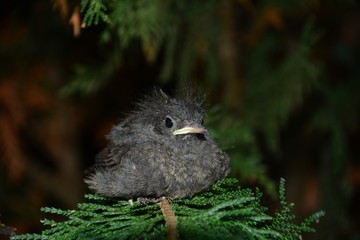 Black Redstart young bird sits on branch in a hedge