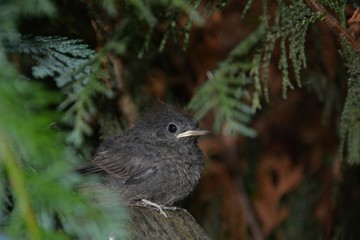Hausrotschwanz Jungvogel sitzt auf Ast in einer Hecke