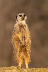 meerkat guards
