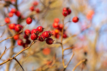 red fruits on a shrub