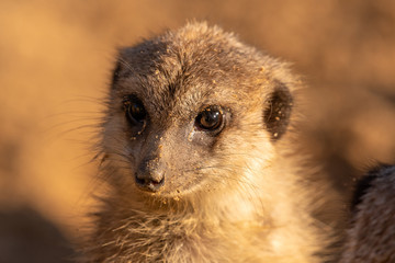 cute meerkat