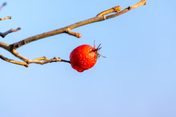 red fruit on a branch