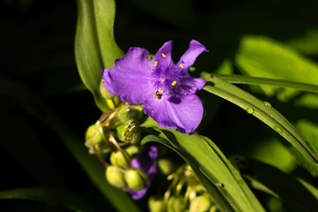 Virginia Spiderwort (Tradescantia virginiana) blooms in garden, background. Tradescantia ohiensis known as bluejacket or Ohio spiderwort
