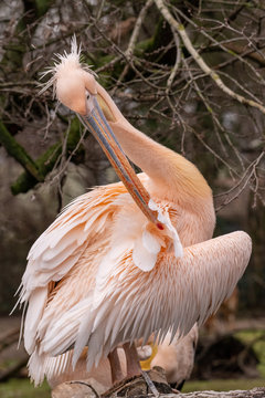 pink pelican