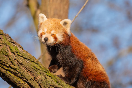tired little panda
