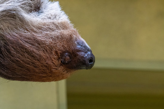 close up of a lazybones