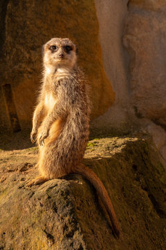 meerkat checking the environment