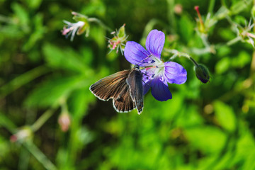 Polyommatus amandus butterfly on a forest geranium flower.