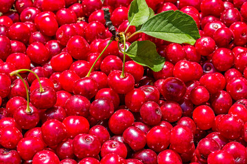 Cherry. Fresh ripe organic berries. Berry background