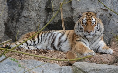 the tiger is resting in the jungle