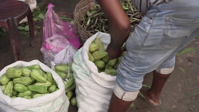 Cultivated edible plant chayote squash veggie being packed, close up shot