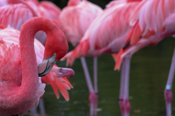 Flamingo
