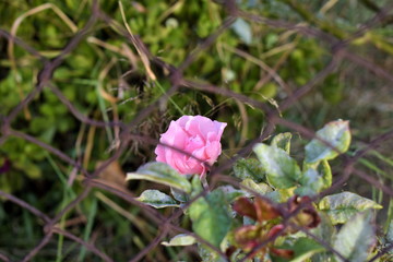 flower in the garden