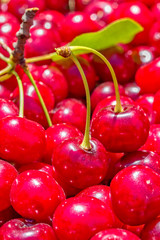 Crop of red ripe cherries in backlit, close-up