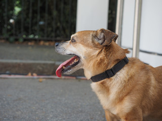 dog animal of class Mammalia (mammals)