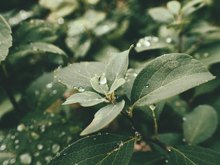  summer plant with raindrops on green leaves