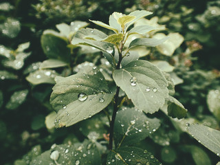  summer plant with raindrops on green leaves