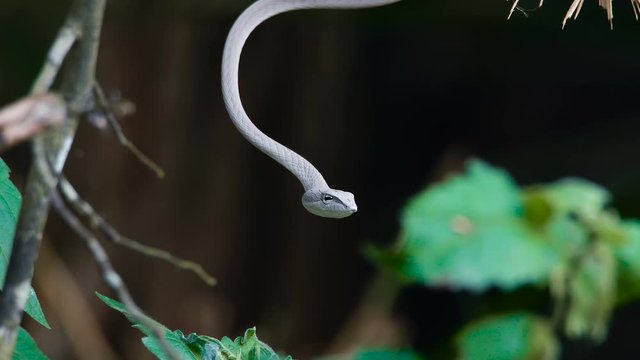 Close Up video - Asian Vine Snake Ahaetulla prasina lies on a tree branchover the river. White morph at Khao Yai National Park.