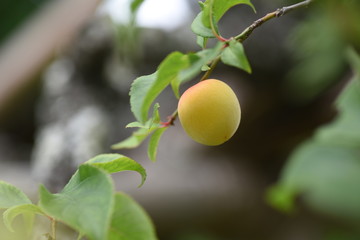 Japanese apricot fruits / It is mainiy used for Pickled plum and Plum wine.