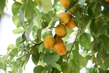Japanese apricot fruits / It is mainiy used for Pickled plum and Plum wine.