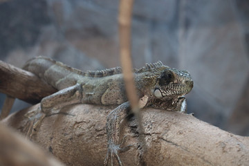lizard on a rock
