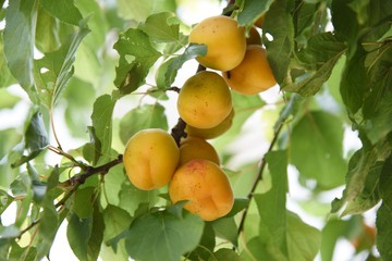 Japanese apricot fruits / It is mainiy used for Pickled plum and Plum wine.